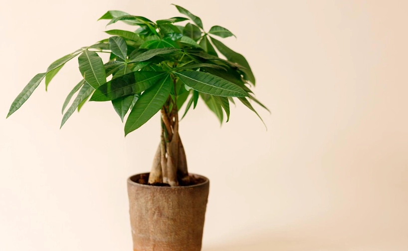 發財樹照顧方法
