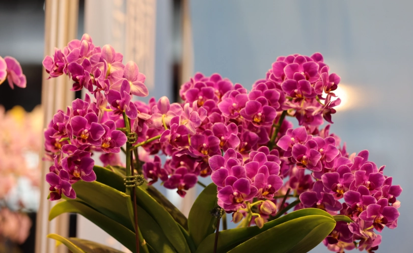 蝴蝶蘭品種 蝴蝶蘭品種