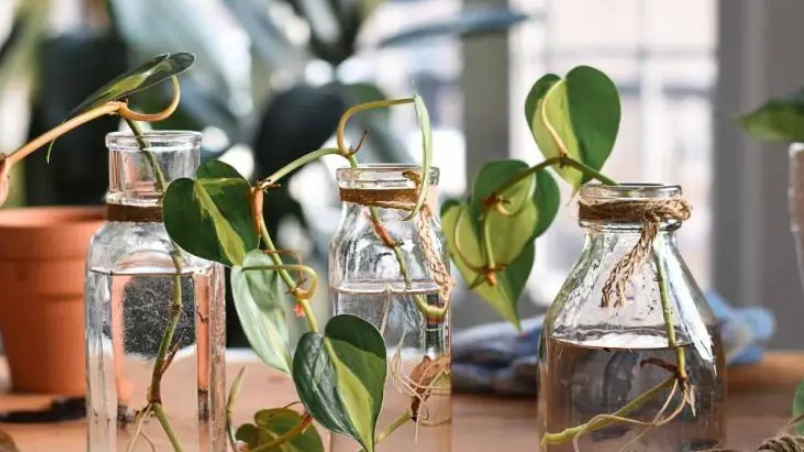 水耕植物換水頻率 水耕植物換水頻率