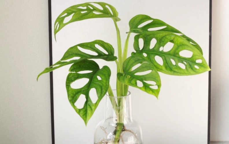 龜背竹 水耕 養護