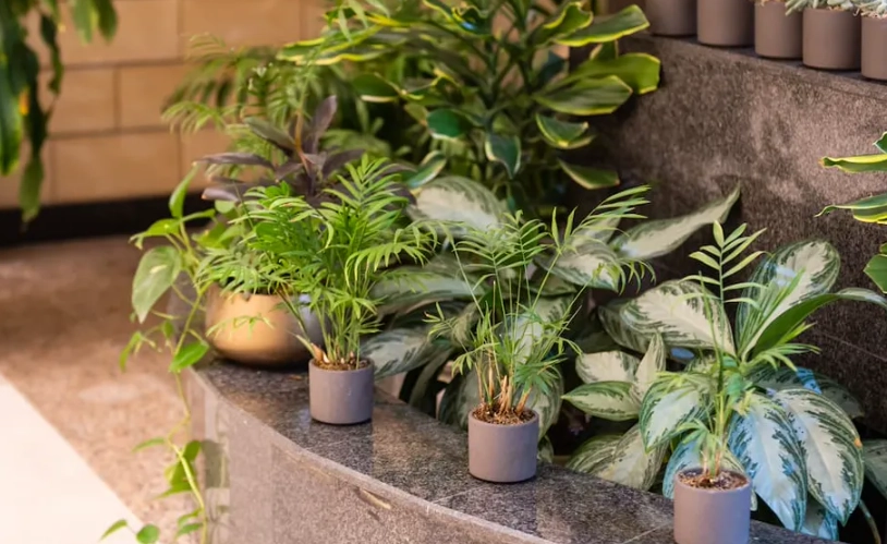 陽台全日照植物