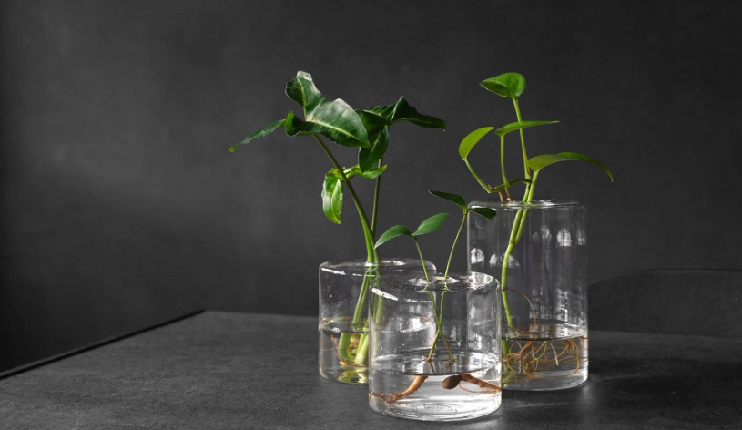 水耕植物換水頻率 水耕植物換水頻率