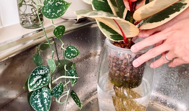 水耕植物換水步驟 水耕植物換水步驟