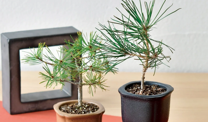 黑松 盆栽 養護