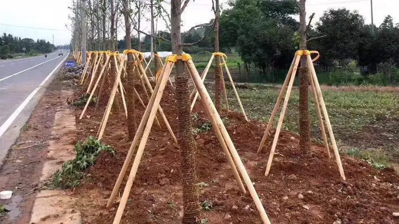樹木支撐架安裝