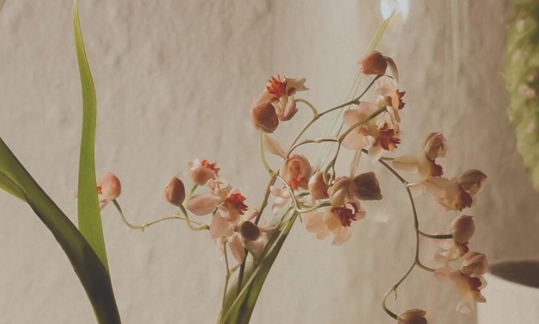 文心蘭開花時間