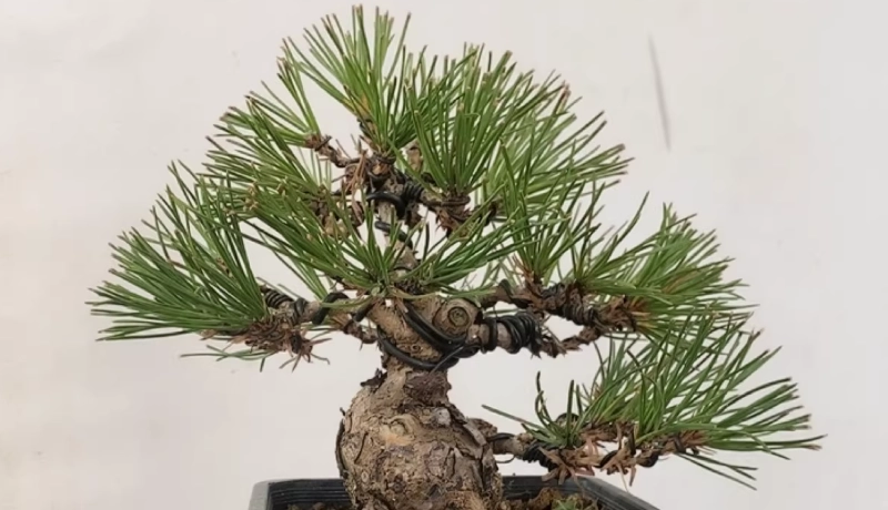 黑松 日照不足 症狀