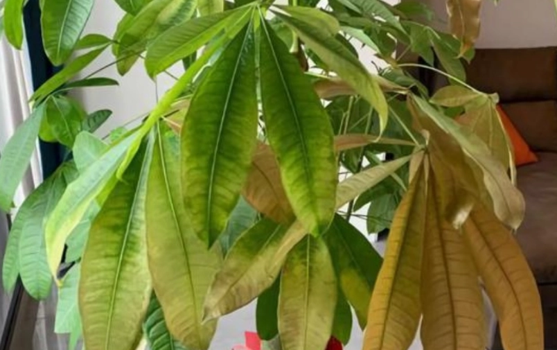 水耕植物 葉子變黃