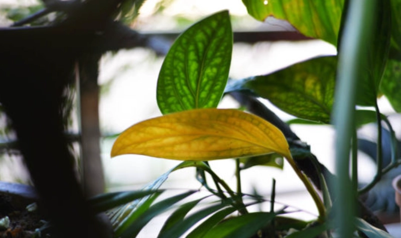 龜背芋葉子不展開