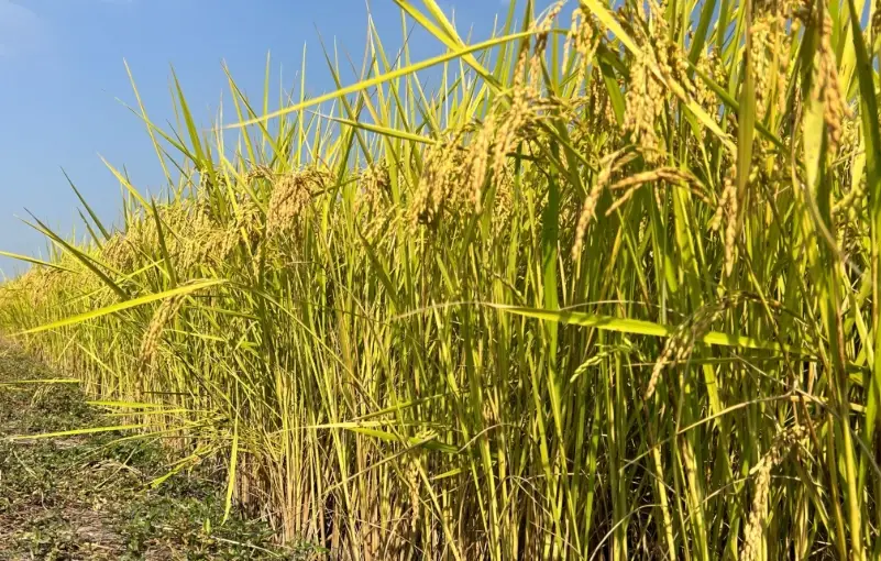 台南11號稻米種植