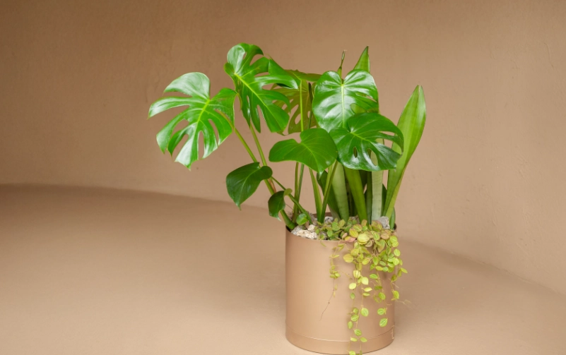 龜背芋新葉卡住打不開？專家解析7大關鍵原因與解決方案