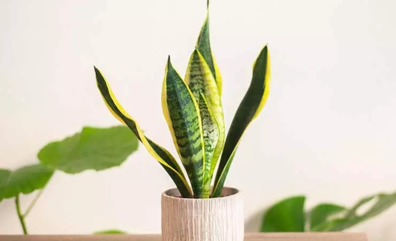 虎尾蘭分株方法