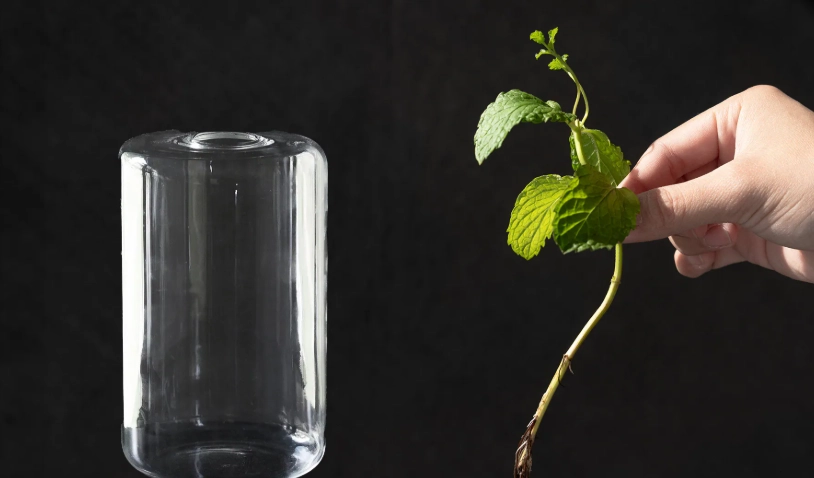 水耕植物換水頻率 水耕植物換水頻率