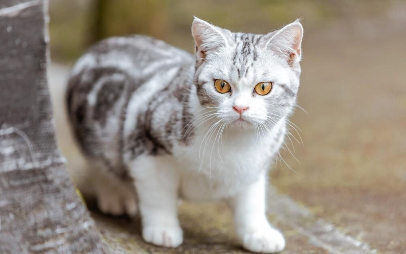 寵物 安全 植物