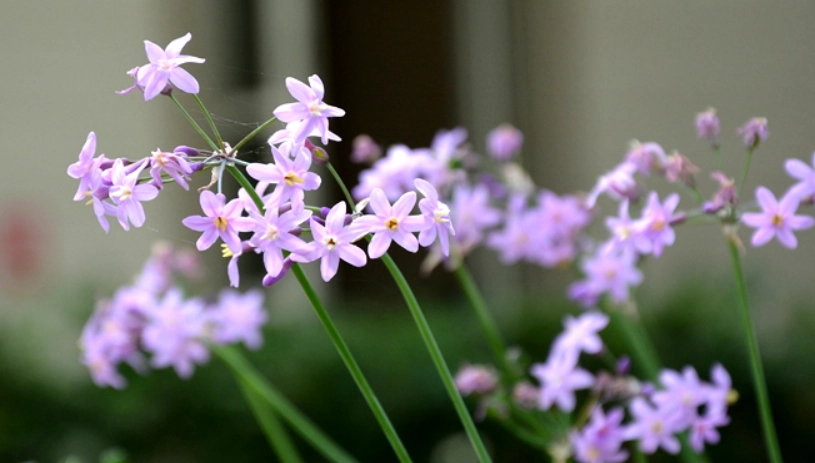 紫嬌花開花後修剪