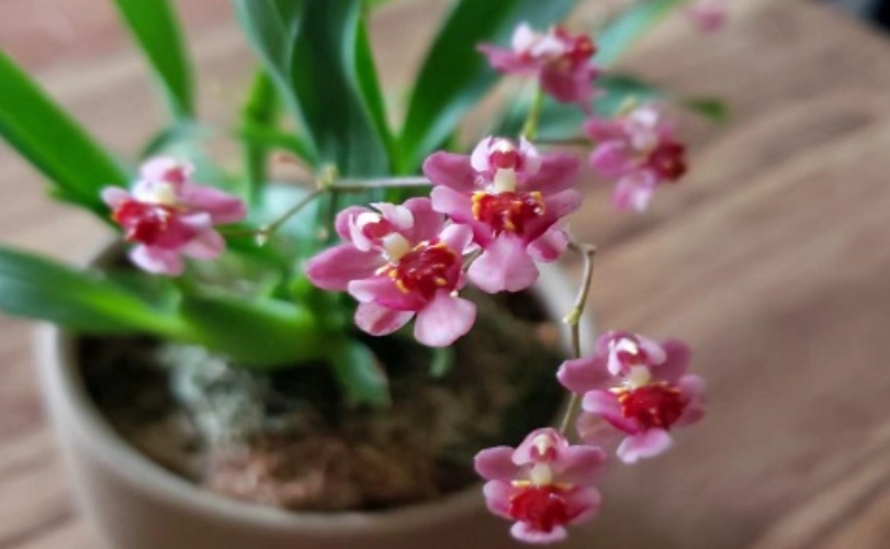 文心蘭照顧技巧