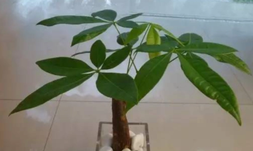 發財樹 水耕 葉黃