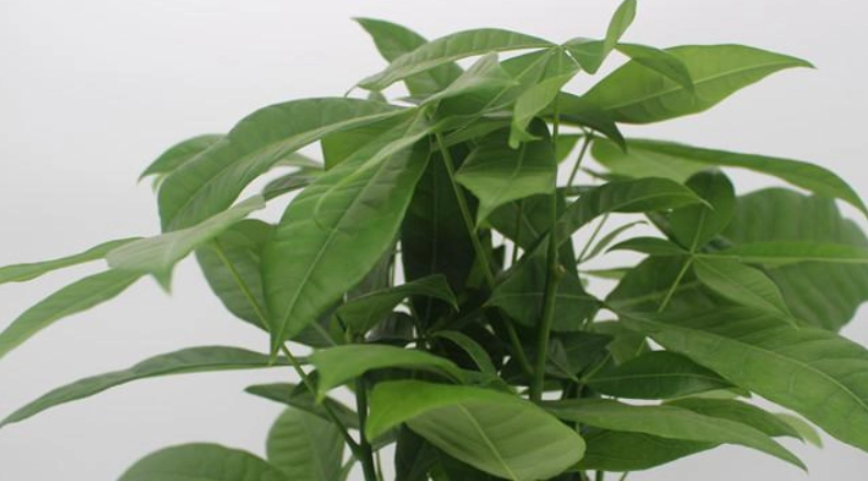 發財樹 水耕 葉黃