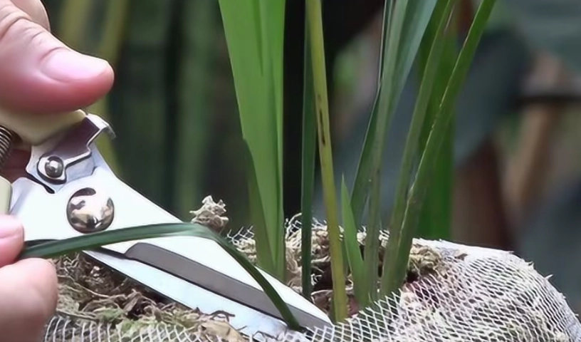 蝴蝶蘭花後修剪