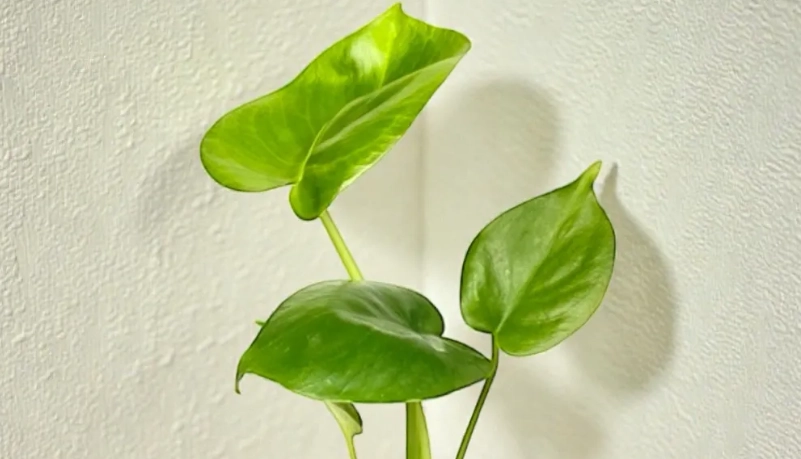 龜背芋葉子不展開