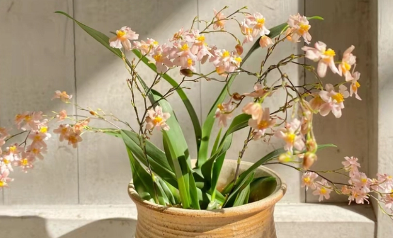 文心蘭照顧技巧