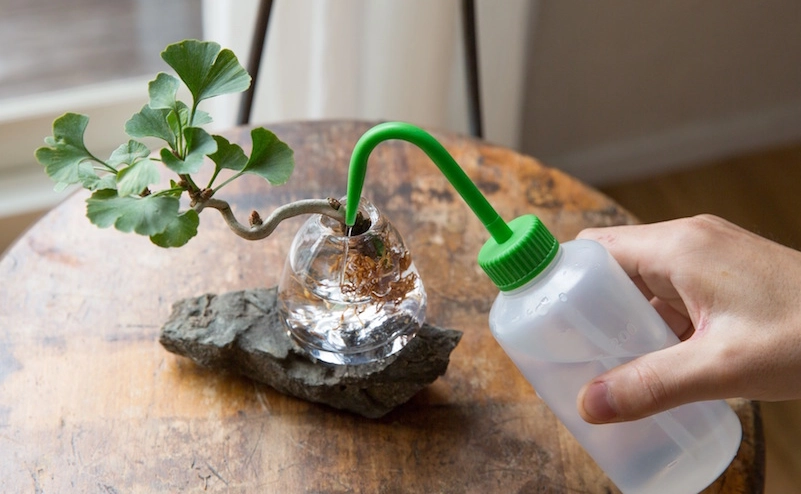 水耕植物換水步驟 水耕植物換水步驟