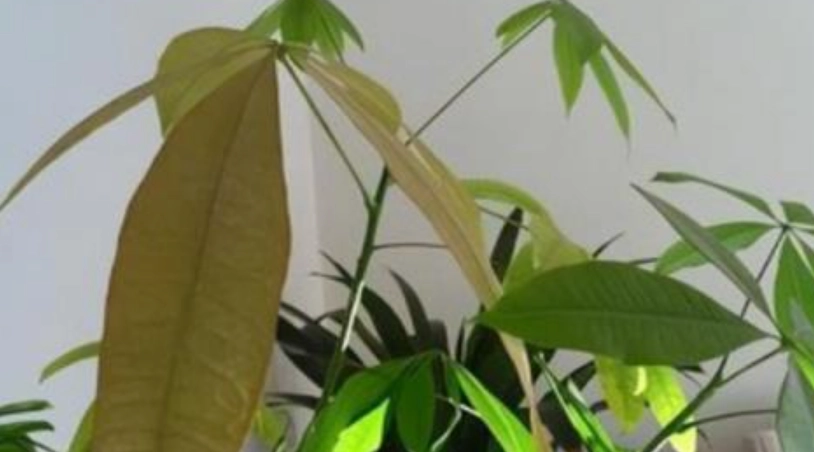 水種發財樹變黃