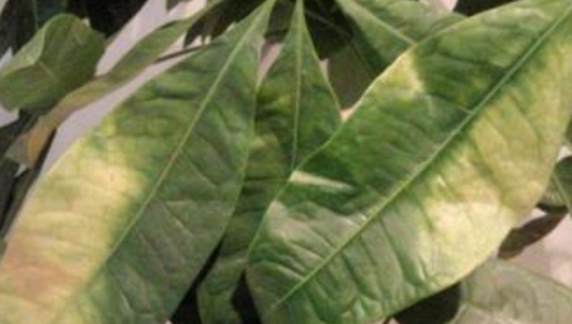 發財樹 水耕 葉黃