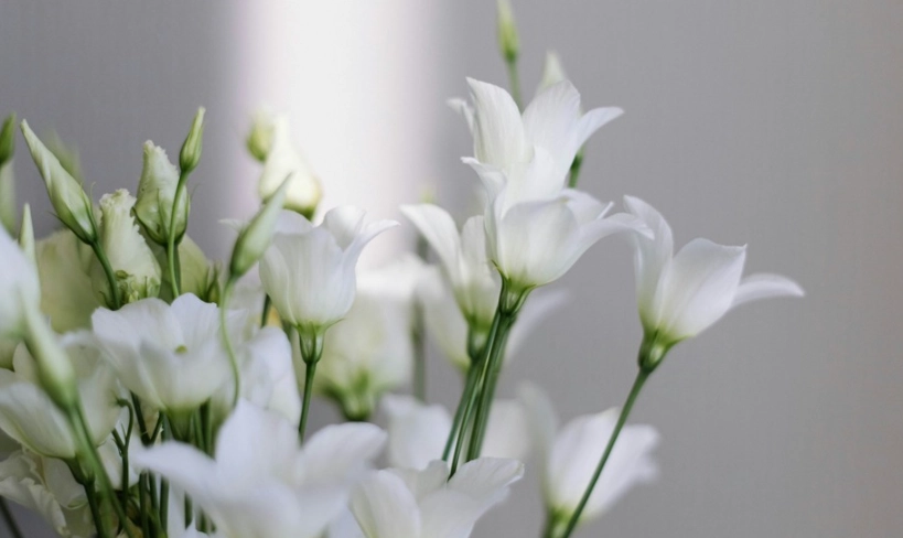 花卉祝福語 花卉祝福語