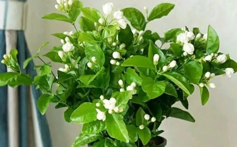 茉莉花 如何 開花