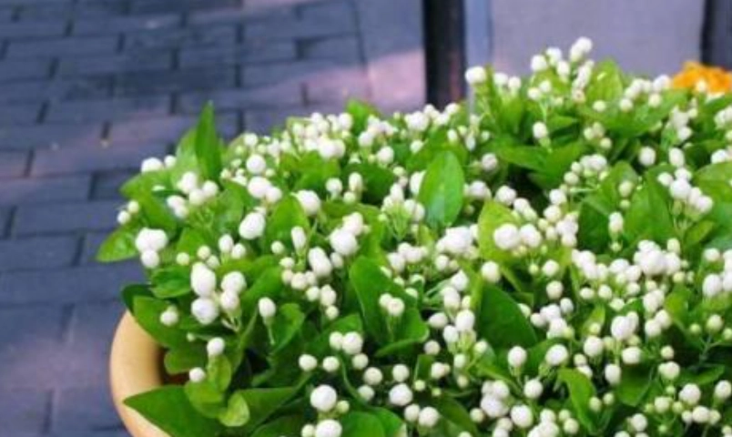 茉莉花 養護 技巧