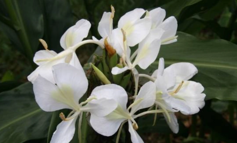 送花意義 送花意義