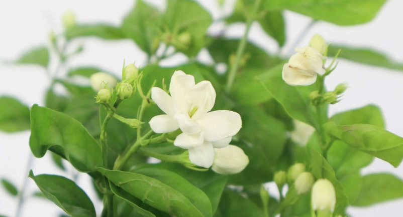 茉莉花 不開花 原因