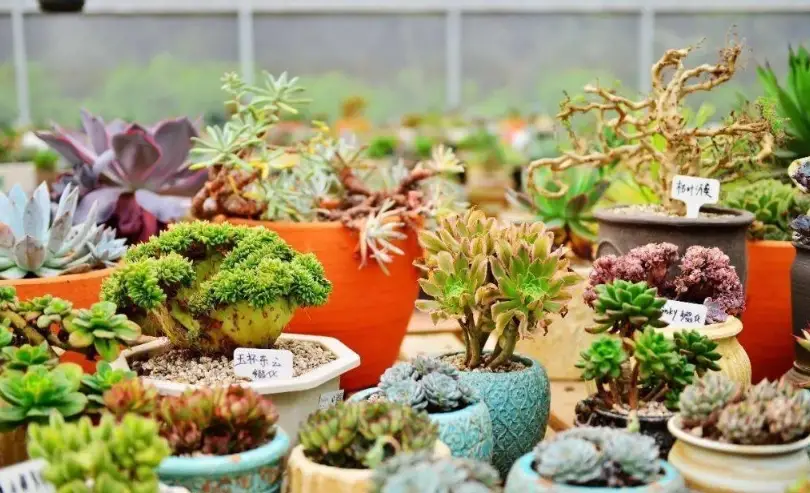 電風扇幫助植物生長