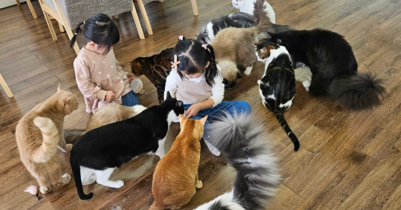 貓咪咖啡廳推薦