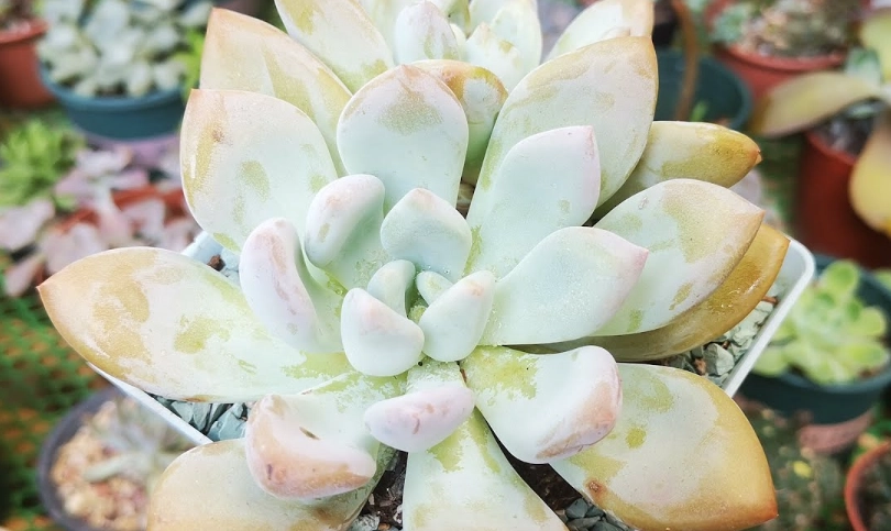 多肉植物照顧