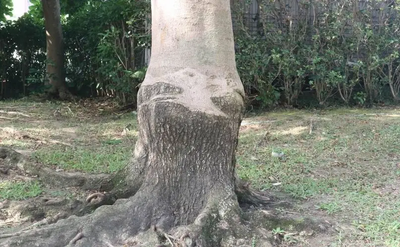 行道樹養護