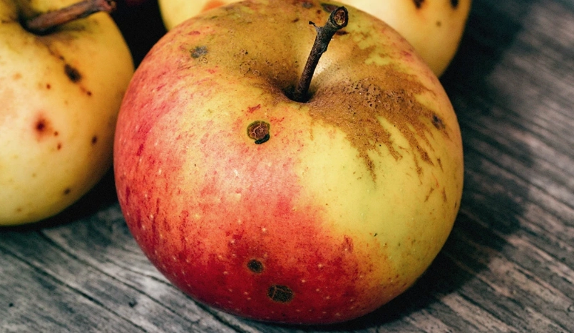 吃到發霉水果後果