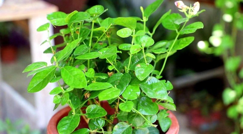 茉莉花掉葉子怎麼辦