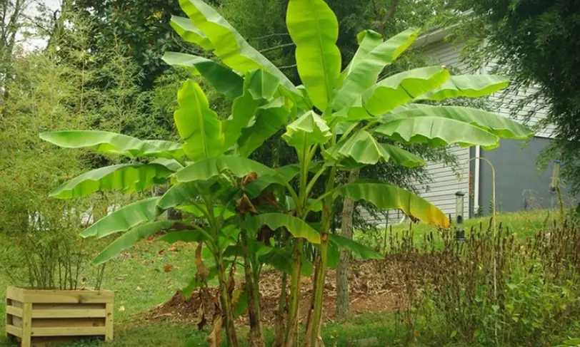 香蕉種植 香蕉種植
