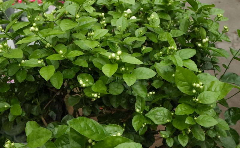 盆栽茉莉花照顧 盆栽茉莉花照顧