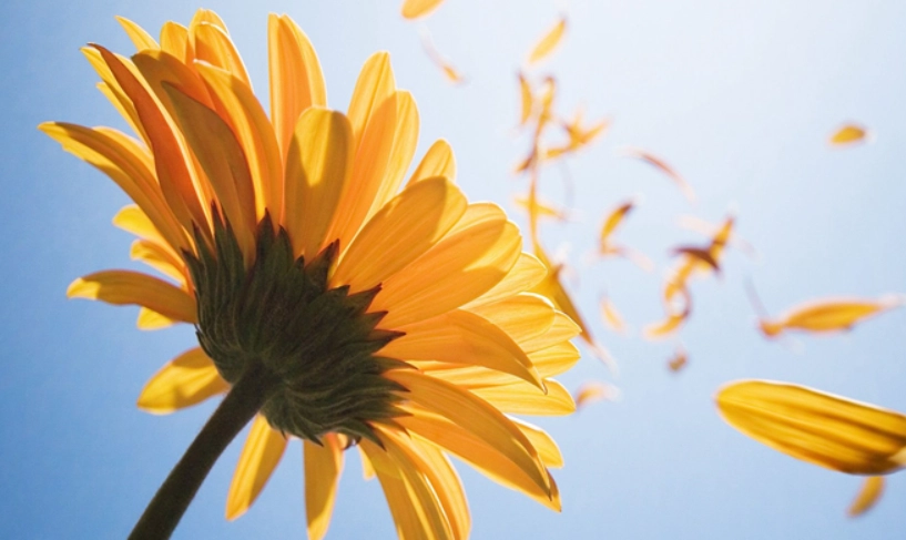 花卉祝福語 花卉祝福語