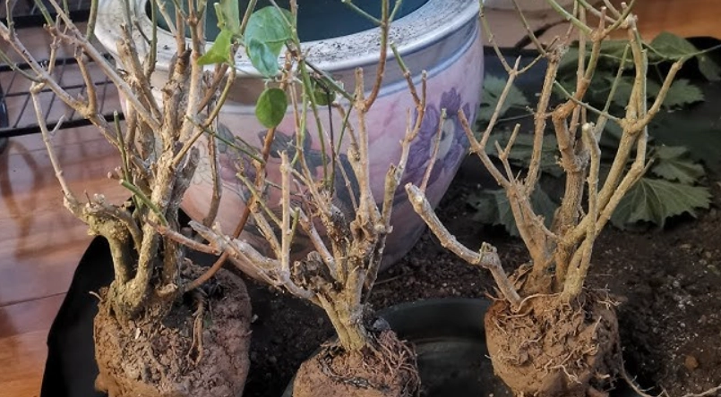 茉莉花救活方法