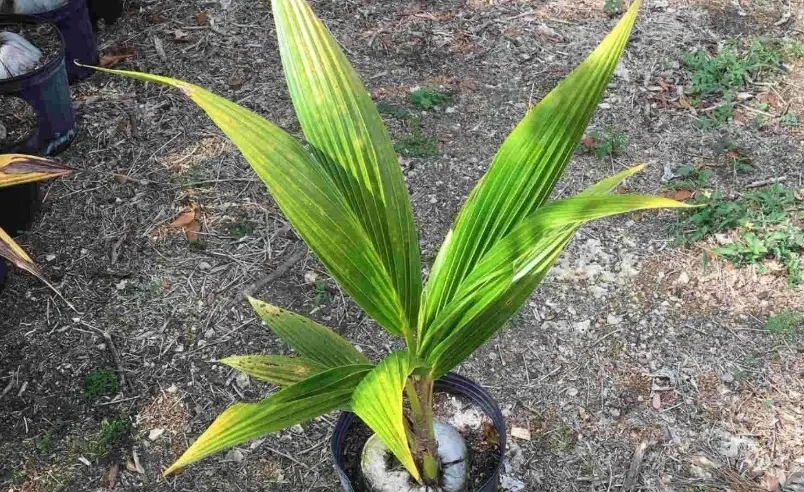 荷蘭椰子樹