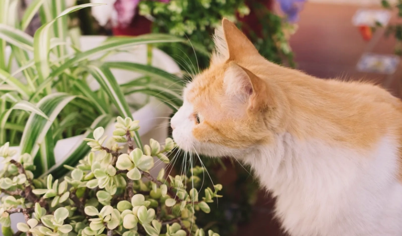 貓咪安全植物