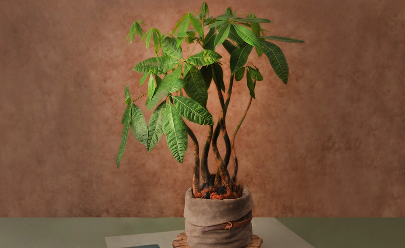 貓植物互動