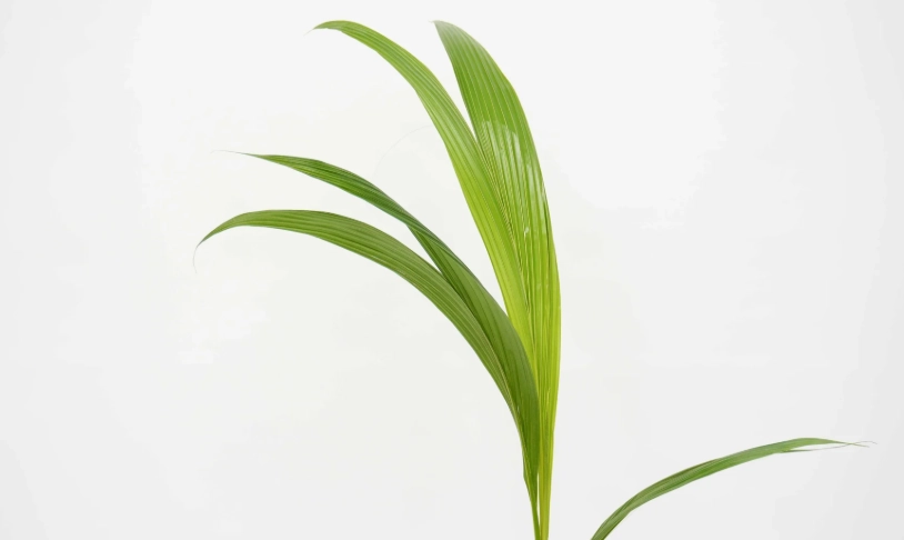 荷蘭椰子樹