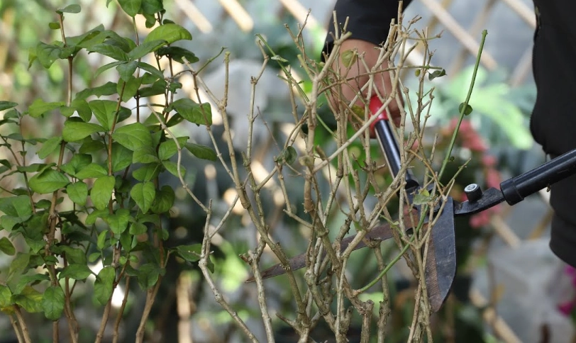 茉莉花掉葉子怎麼辦