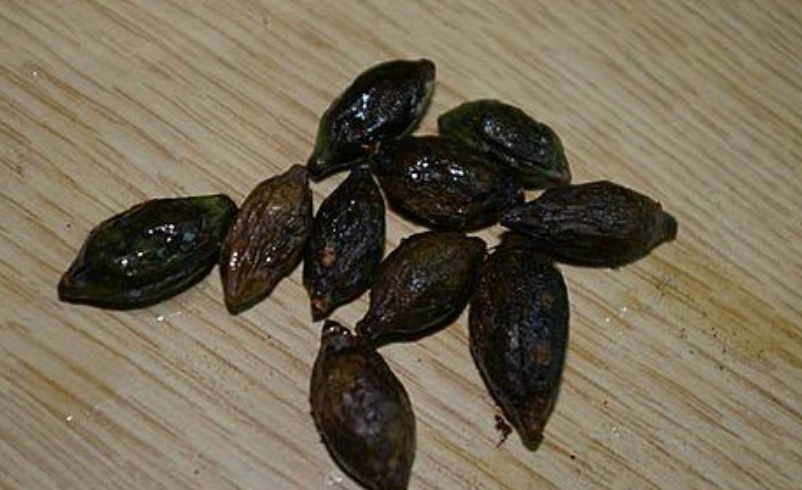 小葉欖仁種子