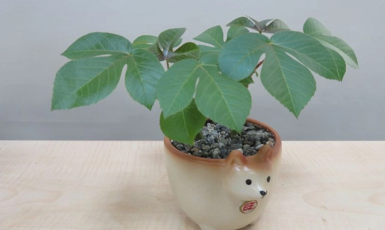 貓植物互動